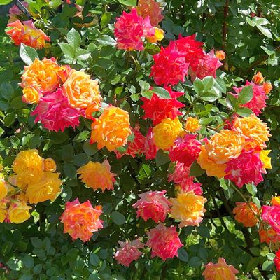 What to do with roses in autumn – 5 essential tasks to ensure healthy, bouncy blooms next year