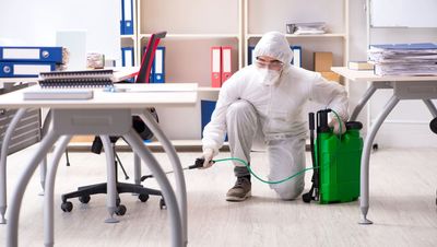 Google's New York office has a major bug problem - just not the kind you might think