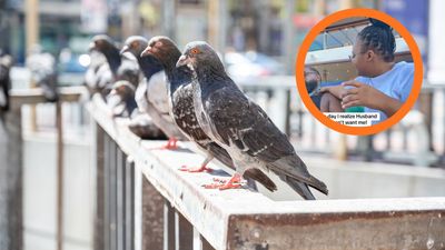 ‘The bird theory is legit’: This viral relationship test showed a woman her marriage was over mid-cruise