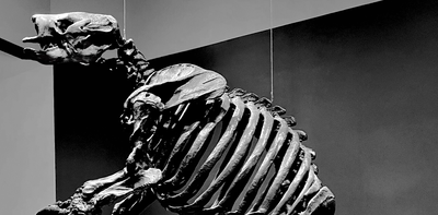 Giant ground sloths’ fossilized teeth reveal their unique roles in the prehistoric ecosystem