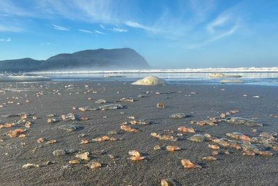 Shock as thousands of gelatinous pink sea creatures wash ashore in America