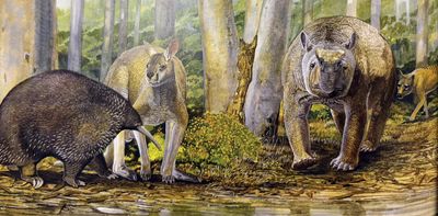 Hunters or collectors? New evidence challenges claim Australia’s First Peoples sent large animals extinct