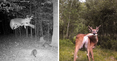 51 Wild Animals Captured Being Funny When They Didn’t Know They Were Being Recorded