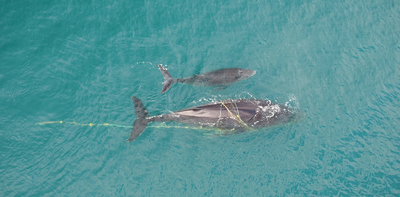More whales are getting tangled in fishing gear and shark nets. Here’s what we can do