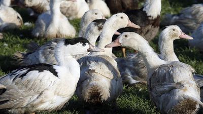 France raises bird flu alert to highest level after new outbreaks