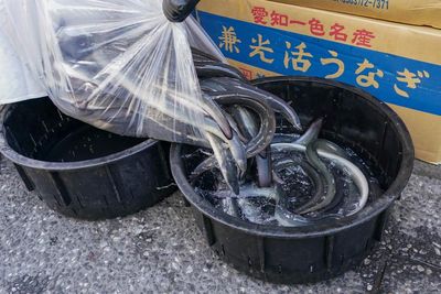 Inside the illegal eel trade: is there a way to stop Europe’s biggest wildlife crime before it’s too late?
