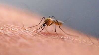 Mosquitos found in Iceland for the first time following record-breaking temperatures