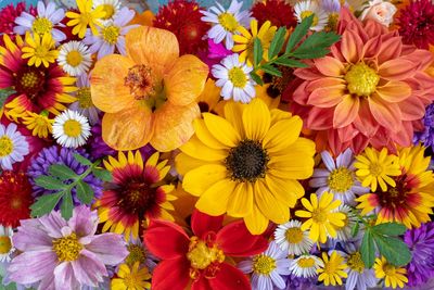 7 Flowers That Only Show Their Best Color in Fall