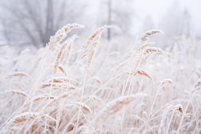 How Morning Frost Helps Some Crops Ripen