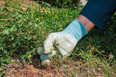 10 Garden Tasks That Prevent Spring Weeds