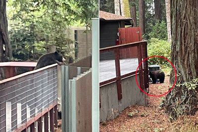 Black bear ‘looking for a friend’ breaks into California zoo and introduces himself to three resident bears