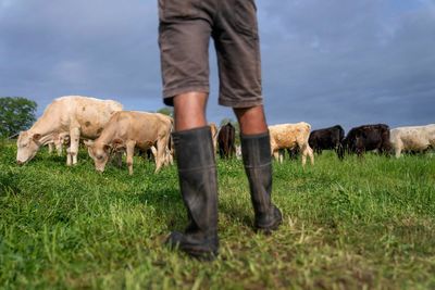 Photos of cattle ranching in Argentina and the US as Trump plans to import more Argentine beef