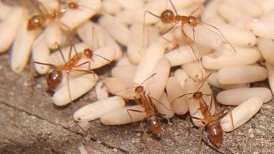 Aussies urged to join the big Bug Hunt for science