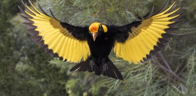 A tiny fossil suggests bowerbirds once lived in ancient New Zealand – new research