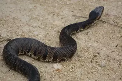 An unwanted neighbor: Heavy rain drives venomous snakes to residential areas in Florida