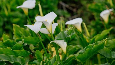 Your Climate Dictates Whether to Winterize Calla Lilies Outdoors or Indoors – Here's How to Overwinter Plants Successfully Both Ways