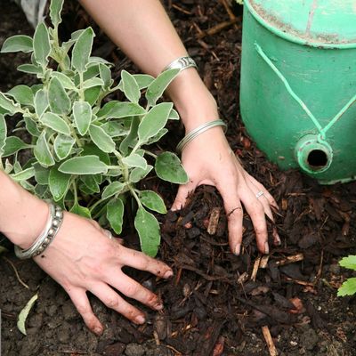 I'm a gardening editor, and mulching is the easiest way to prep your garden for winter - but don't make the mistakes I made