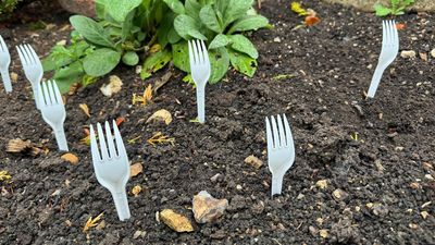 I tried 'lawn forking', the garden hack that makes a lot more sense than it sounds