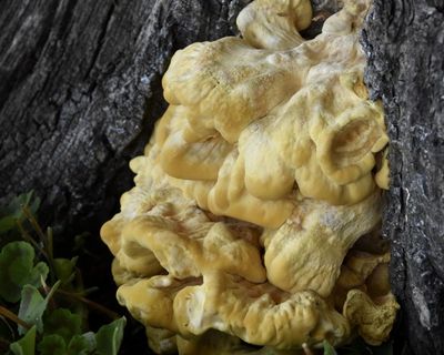 Country diary: There’s something cooking in the woods