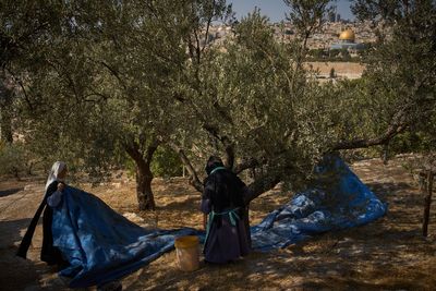 On Mount of Olives where Jesus prayed, monks and nuns keep harvesting olives