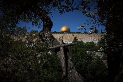 Photos show monks and nuns harvesting olives on the Holy Land’s Mount of Olives