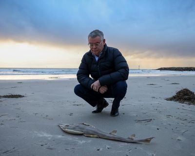 Afternoon Update: Nature laws in doubt; 1970 cold case suspect named in parliament; and Sydney’s queer and kink subcultures