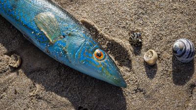 Fishing limits imposed as algal bloom hits stocks