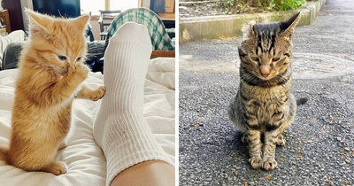 This Facebook Group Is The Place For Wholesome Animal Comedy, And These 28 New Photos Prove It