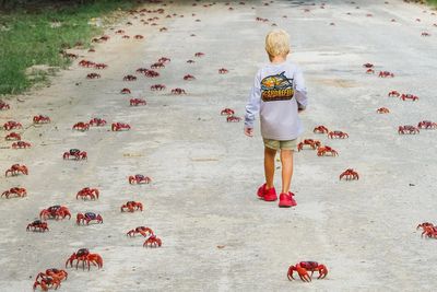 Locals get ready as tens of millions of red crabs begin annual odyssey across tiny island