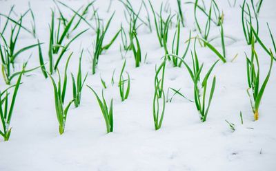 How to Prep Raised Beds for Snowfall