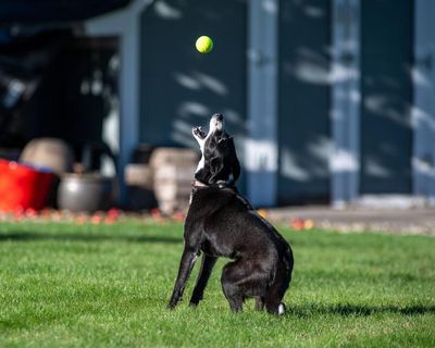 Dogs bred for herding sheep shouldn’t be stuck in the city. I would know – years ago, I tearfully gave one up