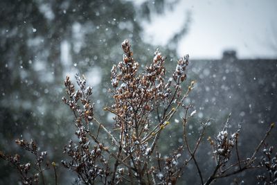 6 Wildflowers to Scatter Before the Snow Comes