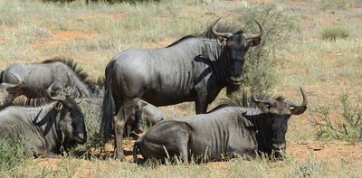 Ancient antelope teeth offer surprise insights into how early humans lived