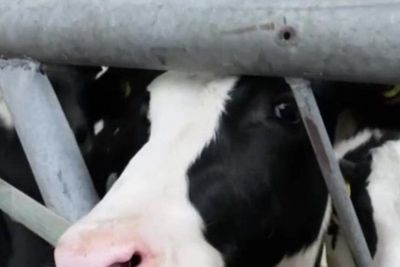 Selectively breeding next generation of cows to burp 40% less methane could reduce global warming