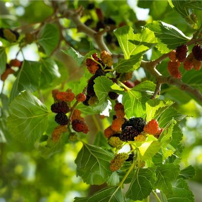 How to grow mulberries for masses of delicious fruit – they're one of the lowest-maintenance fruit trees out there!