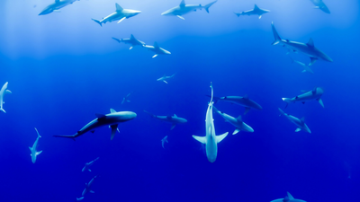 Video of Sharks Eating Snorkeler Spreads Online; Who is Barak Tzach?