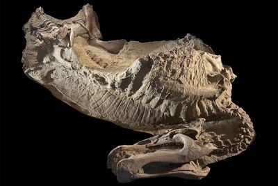 Scientists unravel mystery of strange ‘mummified’ dinosaur with hooves