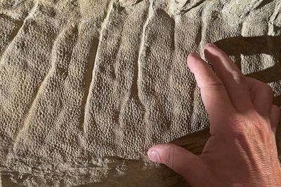 New research challenges long-held theory about dinosaurs before asteroid hit