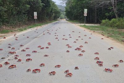 Millions of red crabs begin migration across Christmas Island