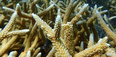 2 iconic coral species are now functionally extinct off Florida, study finds – we witnessed the reef’s bleaching and devastation