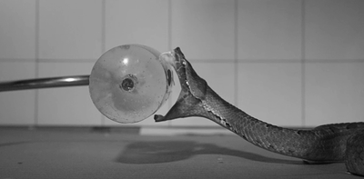 High-tech cameras capture the secrets of venomous snake bites