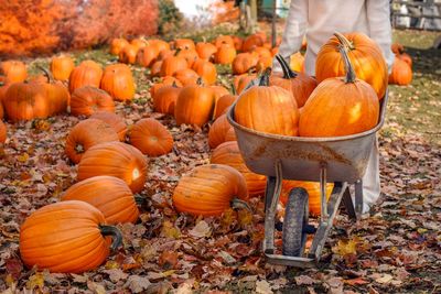 5 Places to Get Free Pumpkins for Halloween