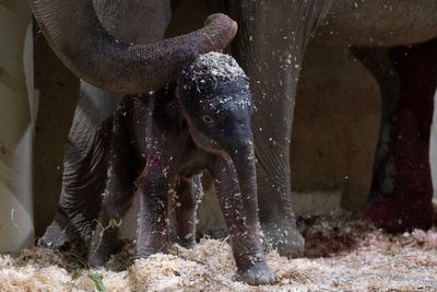 Columbus Zoo welcomes second Asian elephant calf this year