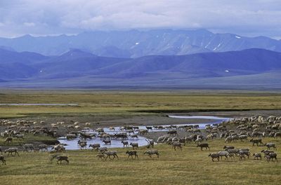 White House approves increased oil and gas drilling in Alaska’s national wildlife refuge