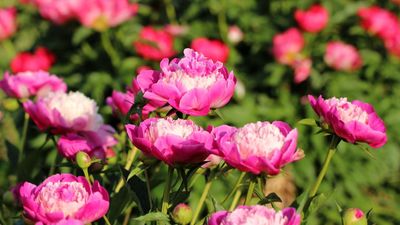 How to Care For Peonies in The Fall – 4 Tasks to do Before Winter Arrives