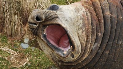 Seal deaths raise fears about nasty strain of bird flu