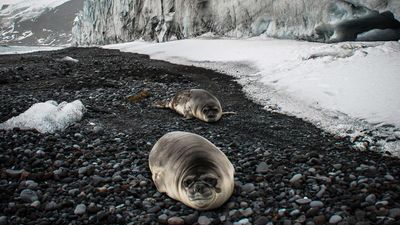 Fears of deadly flu spread on remote Australian island