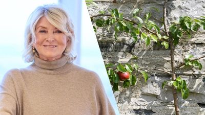 This Martha Stewart-approved trick shows you how to protect your trees in winter