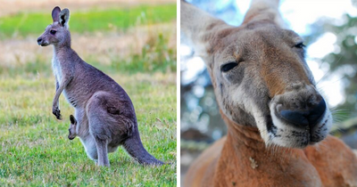 World Kangaroo Day: 35 Amazing Facts You Won’t Believe Are True