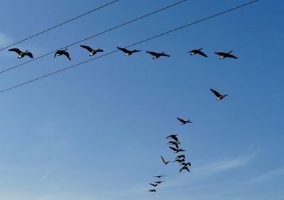 Country diary: A lesson in rest from the Canada geese